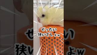 サザナミインコの寝相があまりにもクセ強すぎるwww 【サザナミインコ】