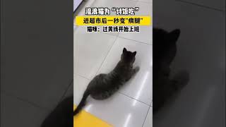 碰瓷猫 #猫咪的迷惑行为 #现在的猫咪都成精了吗 #小猫咪能有多戏精 #猫猫：让我瞅瞅什么情况 #这小猫谁养谁不迷糊啊