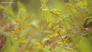 Brace yourselves: allergy season in Virginia will be rough, warns UVA Health expert