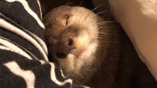 カワウソさくら カワウソと二度寝せざるを得ない sleep twice with otter