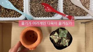 다육이 분갈이 (원예놀이, DIY, 유아, 초등, 유치원, 어린이집)