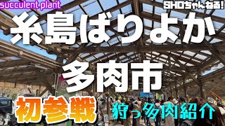 【多肉植物】第3回糸島ばりよか多肉市に行ってきました✨