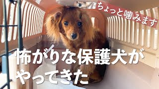 怖がり保護犬ダップーのリマちゃんが初めて家に来た日のVlog 【#Day1】