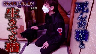 【心霊】父母が変死した原因を探れ！ 〜最終章〜 死んだ猫と生きてる猫【橋本京明】【閲覧注意】