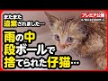 【子猫 保護】雨の中...段ボールで捨てられた子猫を緊急保護しました