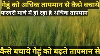 गेहूँ को अधिक तापमान से कैसे बचायें।।गेंहू को फरवरी मार्च के तापमान से कैसे बचाये #गेहूं