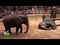 elephants dance at dehiwala national zoo sri lanka wildlife animals animal dance