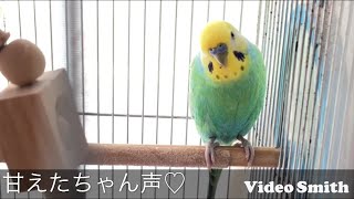 甘えたちゃん声〜インコのポンちゃん