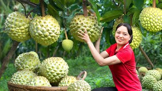 Harvesting Farm Produce Giant Custard Apple Hybrid Wild Pineapple go to the Market to Sell