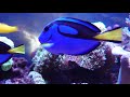 マリンアクアリウム🐠自動給餌器レビュー❗️便利すぎる件✨当選❗️my marine aquarium moamoaちゃんねる