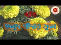 Holud Gadar Ful || হলুদ গাঁদার ফুল || Audio Drama || বেতার নাটক ||