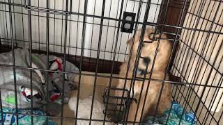 10 week old Goldendoodle puppy Potty Training Routine