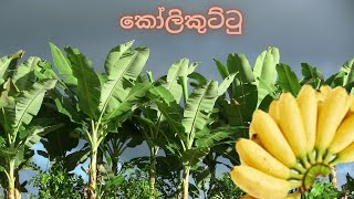 Kolikuttu - කෝලිකුට්ටු