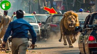 When Animals Go On A Rampage! Interesting Animal Moments CAUGHT ON CAMERA #48