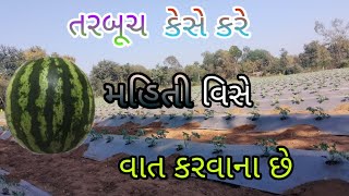 તરબૂચ ની ખેતી કેસે કરે // મહિતી વિસે વાત કરવાના છે / 🍉/ #agriculture #watermelon#farming #viralvideo