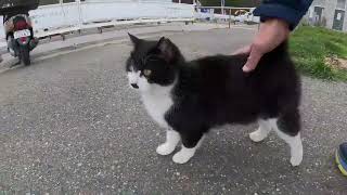 感動猫動画 のライブ配信