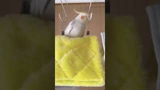 急に激おこ オカメインコ 見守る セキセイインコ