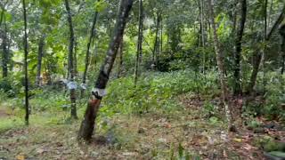 Ernakulam Rajamangalam 46 cent farm land for sale