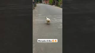 menyala diriku🔥🔥😂😂 #viral #videoshort #fypシ #funnyvideo