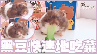 Hamsterdingding．黃金鼠快速地吃菜．黃金鼠．熊仔鼠 [黑豆BlackBean]