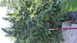 Grow Cannabis – Tom Hill’s Outdoor Garden  – by Jorge Cervantes