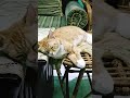 Kucing tidur pulas #catofyoutube #cat #kucing #kucinglucu #sleepingcat