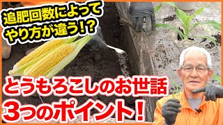 4月のとうもろこしのお世話！追肥の回数・時期によってやり方が変わる！？大きく育てるための大事な３つのポイント！【家庭菜園】【防風】【ヨトウムシ対策】