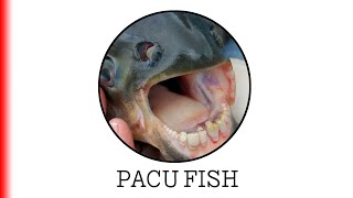 PACU FISH.