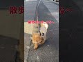 落ちてる棒に目がない犬 shorts 愛犬