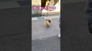 落ちてる棒に目がない犬#shorts#愛犬