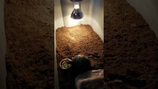 Lugarti Reptile Bedding - Setup