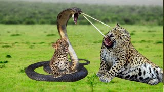 Leopard Hunts Cobra: The Hunter Becomes the Prey, Mother And Cub Leopard Fall Before The Grim Reaper