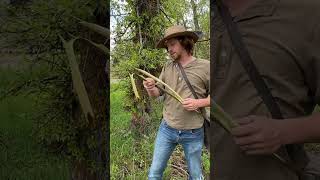 How to use willow bark for survival #survival #bushcraft #primitive #primitivetechnology #willow