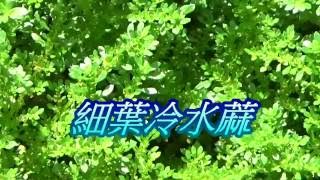 台灣. 中國藥用植物學會  介紹藥用植物 及民間常用青草藥青草園地   細葉冷水蔴   別名：小葉冷水蔴，水澤草，小葉冷水花，壁珠。