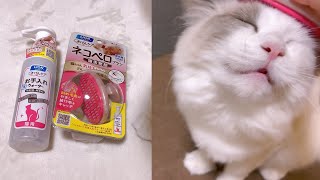 愛猫をネコペロブラシでブラッシングした結果