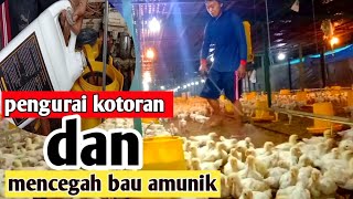 Penyemprotan mencegah amuniak di kandang ayam close house