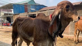 ពូជគោឥណ្ឌូប្រេស៊ីល🌾🌿🐂🐂