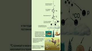 Радиоуглеродный анализ. ​ Радиоизотопное датирование.​ ​ Метод . Интересные факты.​ Наука