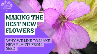 Making the Perfect New Pinguicula Flower