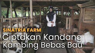 Berhasil Ternak Kambing Secara Modern, Kandang Tidak Bau | SINATRIA FARM