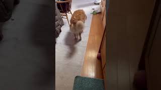 ビニール袋で母を釣るゴールデンレトリバーのこま #いぬ #ゴールデン #ゴールデンレトリバー #goldenretriever