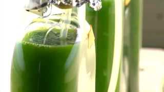 Energy 101 | Algae-to-Fuels