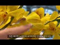 flower arrangement 화사한 꽃꽂이 미모사는 진리에요