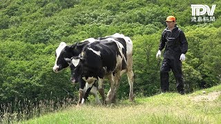 高地で夏場しのぐ／三好市の腕山放牧場に入牧