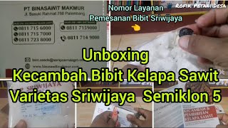 Unboxing kecambah bibit kelapa sawit varietas Sriwijaya Semiklon 5