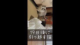 19日後に引っ越す猫 #shorts