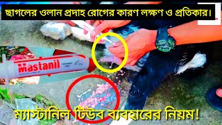 গবাদিপশুর ম্যাস্টাইটিস রোগের কারণ, লক্ষণ ও প্রতিকার। ম্যাস্টানিল টিউব ব্যবহারের নিয়ম।Goat mastitis.