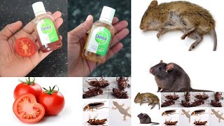 JUST 2 EASY TIPS FOR RAT AND COCKROACH || How To Kill Rats \u0026 cockroach Within 5 minutes ||