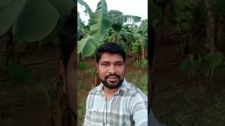 Banana Farming stetas #satisfying#shortsvideo🌱 केली ची लागवड