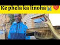 TSEBA MONNA EA RUILENG LINOHA QACHA